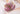 Pastel Lotus Upin