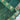 Bottle Green Raw Mango Saree